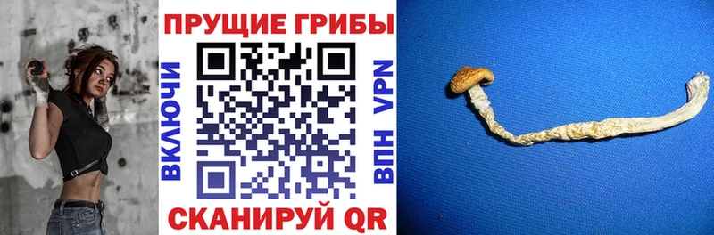 Псилоцибиновые грибы Cubensis  Никольск 